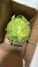 山东新鲜甘蓝包菜卷心菜圆白菜新鲜嫩绿莲花白现摘现发早餐减脂 新鲜包菜 2.8斤净重 人工挑拣 实拍图