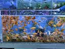 阔庭（KUOTING）鱼缸水族箱客厅桌面生态透明造景家用带灯懒人制氧过滤金鱼缸黑色 实拍图