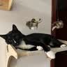 贵为（GiGwi）小鸟发声逗猫玩具小猫咪幼猫自嗨解闷神器磨牙耐咬宠物玩具逗猫棒 实拍图