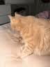 法米娜（Farmina）进口猫粮鸭肉南瓜成猫粮5kg 无谷低敏猫粮 实拍图
