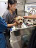皇家狗粮绝育成犬狗粮犬粮宠物小型犬MSA30全价犬粮≥10月2KG 实拍图