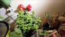 精忠报国植物补光灯大棚蔬菜花卉led室内绿植专用仿太阳全光谱园林生长灯 【仿太阳全光谱补光灯】白-30W 配3米灯头线 实拍图