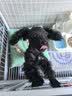 好主人狗粮 全犬种通用幼犬粮2.5kg泰迪金毛拉布拉多比熊天然粮5斤/20斤 全犬种幼犬粮5斤 实拍图