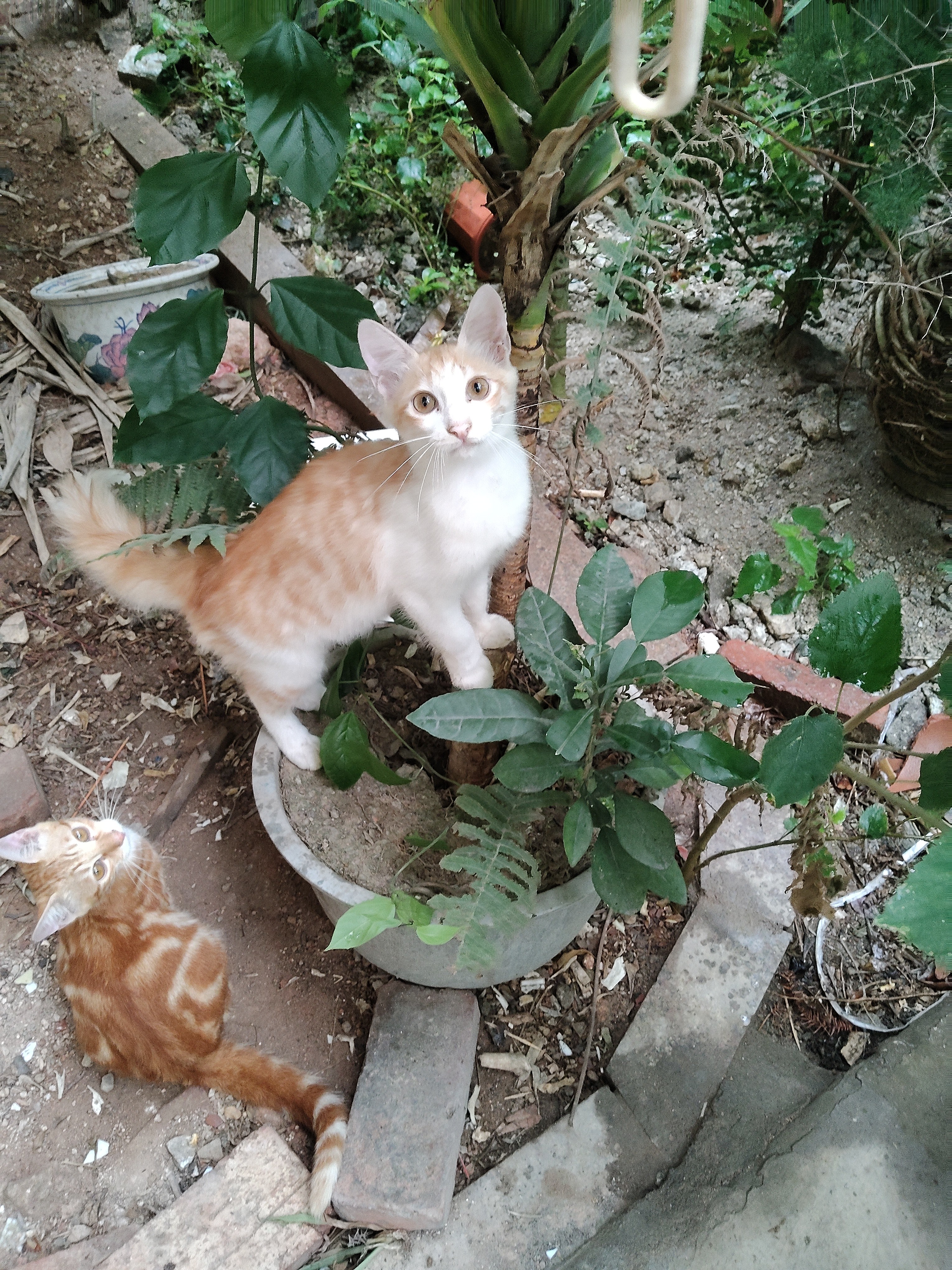 力狼（LILANG）宠物猫粮幼猫成猫零食猫湿粮猫咪猫罐头 金枪鱼+混合口味170g*12罐 实拍图