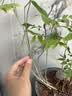 OLAY鎏光润泽沐浴露白银瓶550g微醺荔枝香添加果酸精华持久留香男女 实拍图
