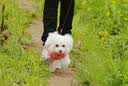 奥丁 狗粮40斤金毛拉布拉多哈士奇法斗德牧马犬田园犬中大型犬鲜肉粮 【成犬专用】鲜肉配方15kg30斤 实拍图