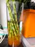 京东鲜花亚克力防摔花瓶摆件轻奢高级感客厅插花透明水养富贵竹直筒醒花桶 实拍图