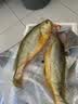 三都港【冰鲜】活鱼捕捞黄花鱼1.2kg以上/4条装大黄鱼中秋海鲜 源头直发 实拍图