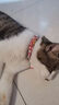 欢宠网猫项圈猫咪狗狗铃铛狗脖圈颈圈项链小狗小型犬猫猫小猫幼猫宠物圈 实拍图