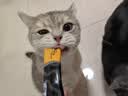 领先主食猫条14g*5条猫咪零食全价湿粮（新老款随机发货） 实拍图