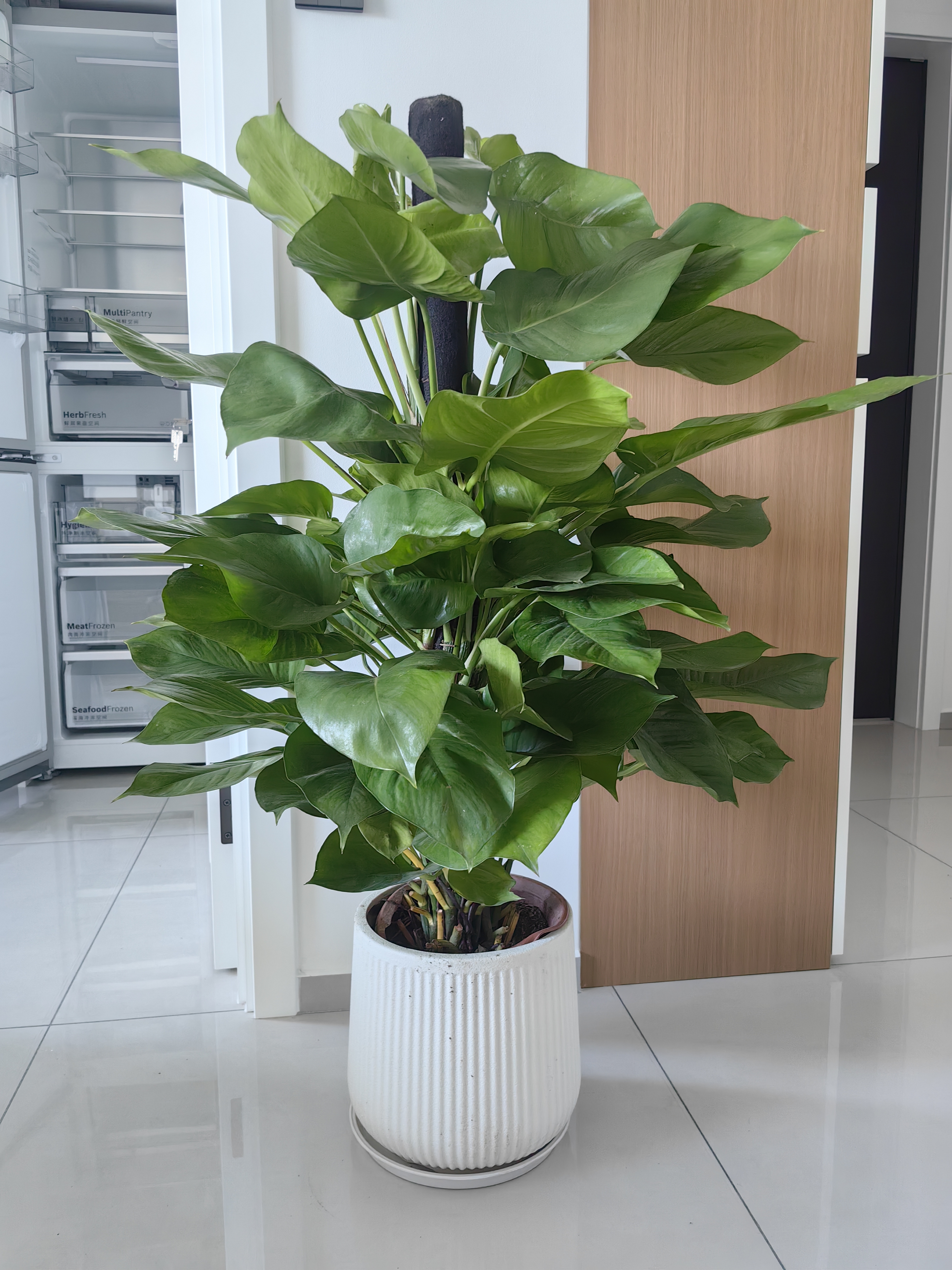 叹为观止大型植物发财树各种大颗盆栽开业乔迁客厅办公室内好养大型花卉 造型鸭脚木【1.5-1.7米】 不含盆 实拍图
