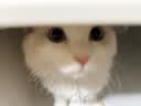 海乐妙喜倍安 海正动保 猫咪体内外驱虫 月度套装 （0.5-2kg） 实拍图
