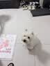 COCOYO【整箱8包装】狗狗尿垫春日樱花消臭尿垫大型犬 加厚L码60cm*90cm 实拍图