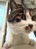皇家猫粮 幼猫猫粮 幼猫奶糕 K36 通用粮 4-12月 2KG 实拍图