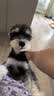 皇家狗粮 雪纳瑞幼犬狗粮 犬粮 宠物小型犬 SNJ30全价犬粮2-10月1.5KG 实拍图