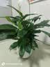 年宵花【热销款】白掌一帆风顺盆栽水培植物绿植过年装饰摆件年货 【店主推荐】特级白掌6-8株带花+早安盆+营养液 实拍图