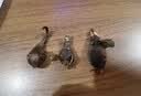 八月新种浓香倒挂金钟花种球驱蚊虫花卉好管理四季好种zsy 混色倒挂金钟*3颗【到手三颗】 实拍图