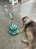 欢宠网猫玩具猫咪转盘逗猫棒羽毛自嗨神器解闷球猫抓板猫猫幼猫小猫宠物 实拍图