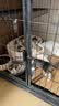 奥丁（ODIN） ODIN 猫粮 幼猫猫粮成猫美短全价天然鱼肉味猫粮10kg20斤 实拍图