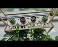 泰西丝多肉盆栽植物桌面绿植摆件组合四季好养耐旱喜阳肉肉盆景源头直发 实拍图