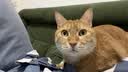 宠幸豆腐猫砂细砂快速结团除臭可溶可冲厕所猫沙猫咪用品低尘 绿茶豆腐猫砂2.5kg*6 实拍图