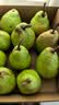 亨迅烟台太婆梨山东梨子丑梨啤梨香蕉梨大头梨茄梨软梨新鲜水果生鲜 5斤【单果120g+】净重4.5斤 香甜软糯|核心产区直发|放软后吃 实拍图