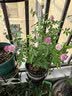 景郁春 JIRYUCUR玫瑰花苗特大花月季花苗绿植阳台盆栽蔷薇花苗玛姬婶婶源头直发 实拍图