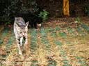 多特思猫罐头猫湿粮主食罐浓汤补水罐猫咪零食下午茶金瓜奶露60g*6罐 实拍图
