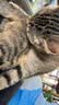HELLOJOY猫咪玩具自嗨解闷神器智能电动逗猫球自动逗猫棒幼猫遛猫消耗体力 实拍图