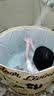 川岛熊泡澡桶折叠浴缸神器折叠浴桶成人全身沐浴桶婴儿游泳桶泡澡神器  米奇-坐垫+排水管 实拍图