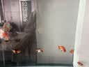 森森（SUNSUN）大型鱼缸底过滤水族箱客厅家用落地玻璃生态金鱼缸 【实时温显+灯控】纳米灰 0.8米长35cm宽 实拍图