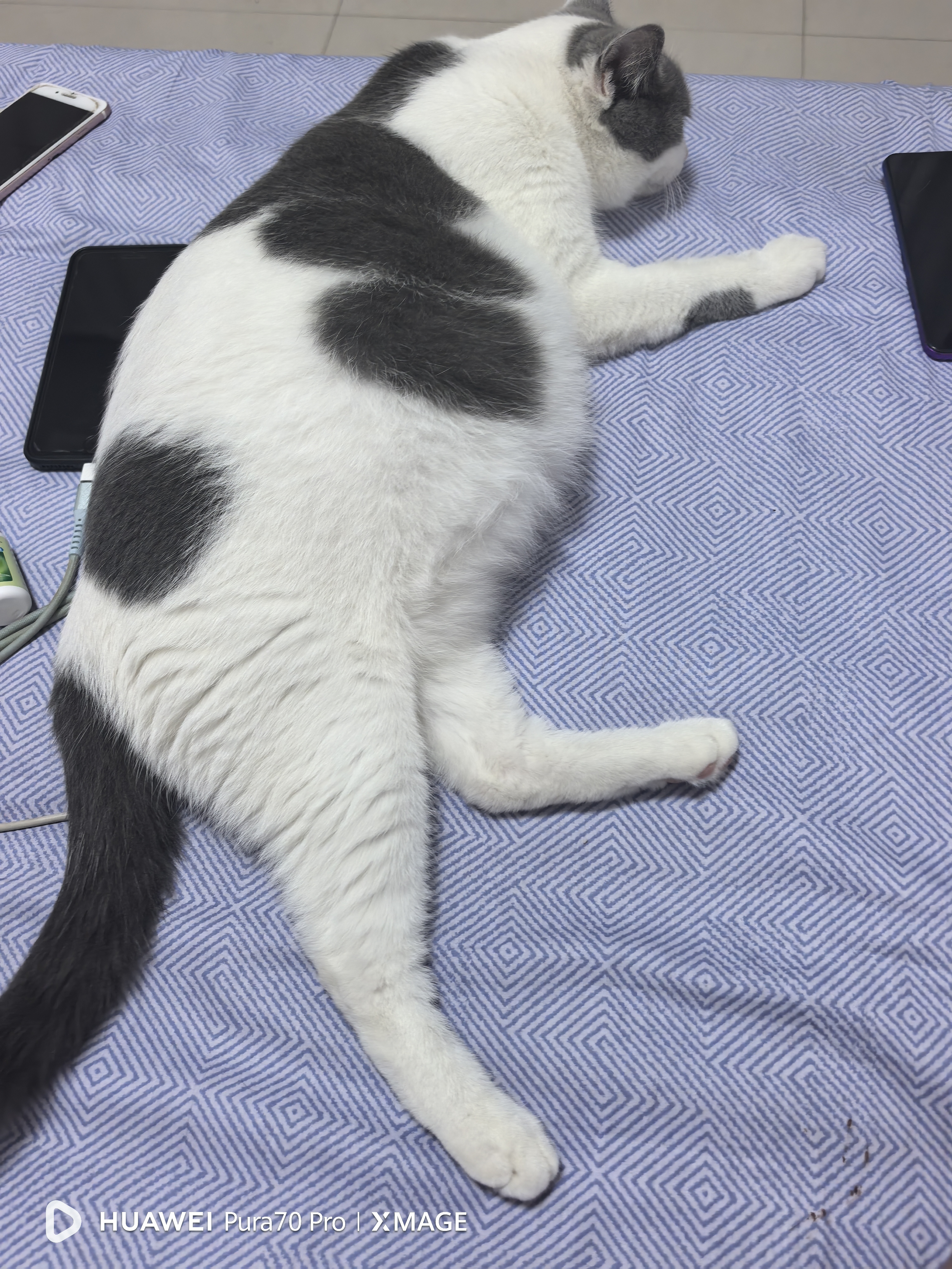 奥丁（ODIN） 西餐厅 幼猫成猫全阶段通用宠物主粮 鱼肉味全价天然猫粮 10kg 实拍图
