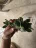 【限时优惠】多肉植物盆栽新手套餐迷你绿植 2颗不同品种多肉(不带盆和土） 实拍图