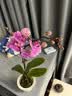 中秋节礼物蝴蝶兰盆栽花卉桌面绿植摆件四季好养植物年宵花爆款花 粉色系蝴蝶兰-裸苗（带花苞+半开放） 晒单实拍图
