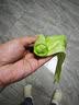 香薰用具垃圾袋大号手提袋家庭厨房紫色清洁宿舍垃圾袋 艾草 一卷10只（42*45cm） 实拍图
