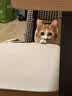 领先成猫尝鲜礼包主食级烘焙猫粮猫条餐盒汤包（新老款随机发货） 实拍图