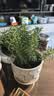 京云梦薄荷盆栽阳台香草驱蚊虫可食用绿植室内盆景植物水纹盆源头直发 实拍图