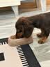 冠能狗粮小型犬成犬狗粮2.5kg 挑食美毛亮眼 全价狗粮  实拍图
