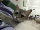 普安特猫咪费洛蒙多乐宁防应激情绪舒缓安抚剂猫咪外出面部信息素插电款 实拍图
