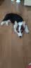 皇家狗粮 幼犬狗粮 宠物 小型犬 MIJ31 全价犬粮 2-10月 2KG 实拍图
