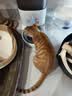 霍曼（Homerun）Real智能自动喂食器猫粮定时猫猫咪自动投食机PF20（不锈钢碗） 实拍图