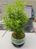 【限时秒杀】小叶赤楠盆景植物办公花卉基地直销批发绿植盆栽室内 赤楠+绿色裂纹盆+苔藓+圆底座 实拍图