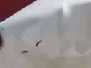 皎洁呋虫胺杀虫剂喷雾家用室内杀隐翅虫蟑螂蚂蚁小飞虫蛾蚋跳蚤500ml 实拍图
