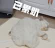 皇家猫粮 成猫猫粮 户外成猫 O30 通用粮 12月以上 4KG 实拍图
