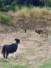 LEGENDSANDY蓝氏狗粮真鲜乳鸽中小型犬泰迪比熊生骨肉冻干鲜肉犬粮1.5kg3斤 实拍图