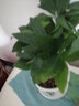 花知态发财树盆栽室内客厅桌面绿植小盆景大发财树苗招财树吸甲醛植物 陶瓷盆C款+三棵发财树 含盆 实拍图