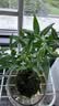 花翁奇趣发财树苔藓球水培植物办公室内桌面好养耐活造型绿植源头直发 实拍图