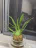 劉閣蘭花5色可选 水培梦香兰花苗带盆发货香水文心兰奶油味室内花卉盆栽草 【带4支生花剑】粉色文心兰 带焦绿玻璃盆 实拍图
