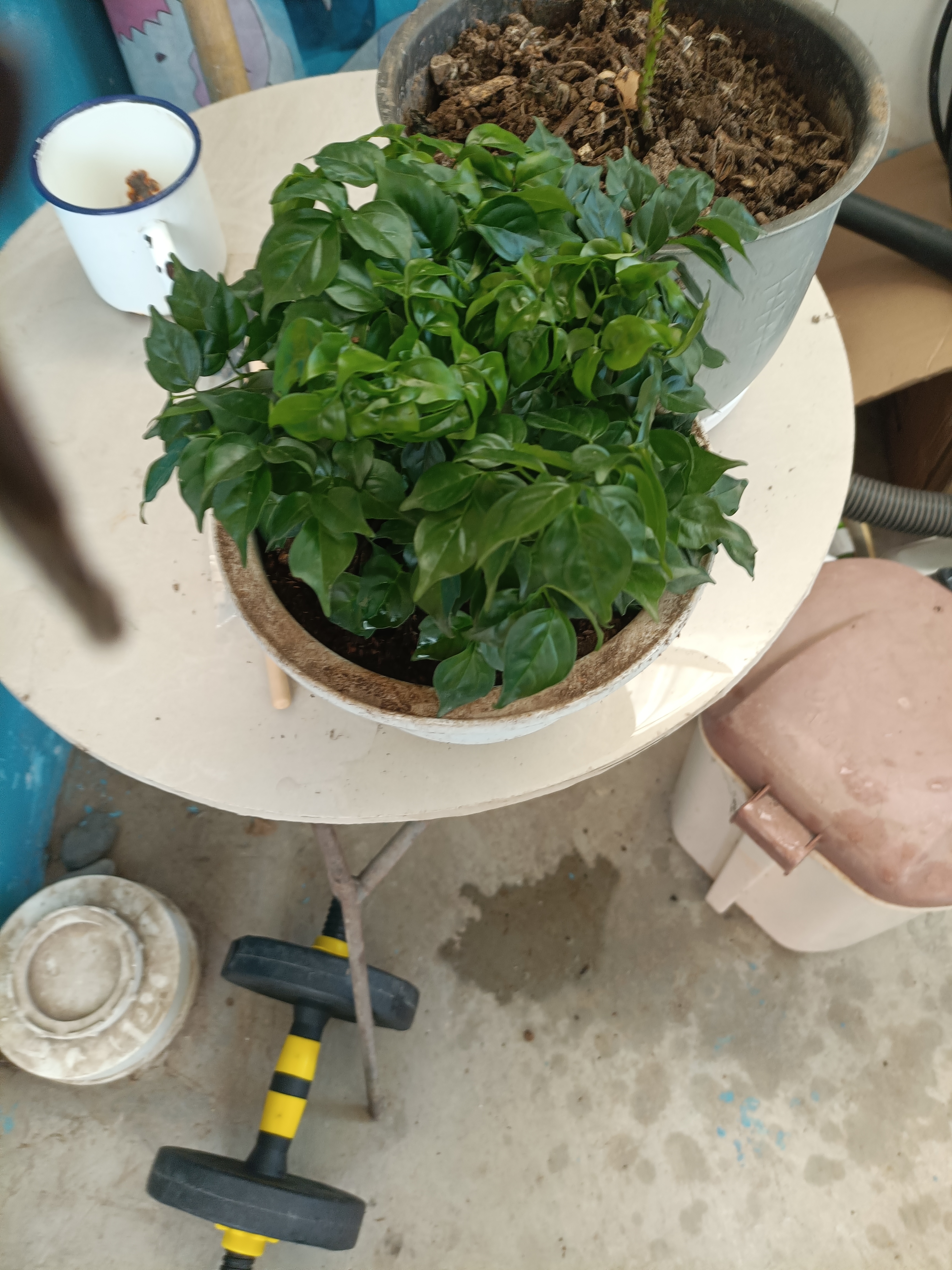 幸福树平安树绿植花卉小盆栽室内客厅办公室四季常青植物净化空气 特价幸福树1盆多颗原盆发货 实拍图