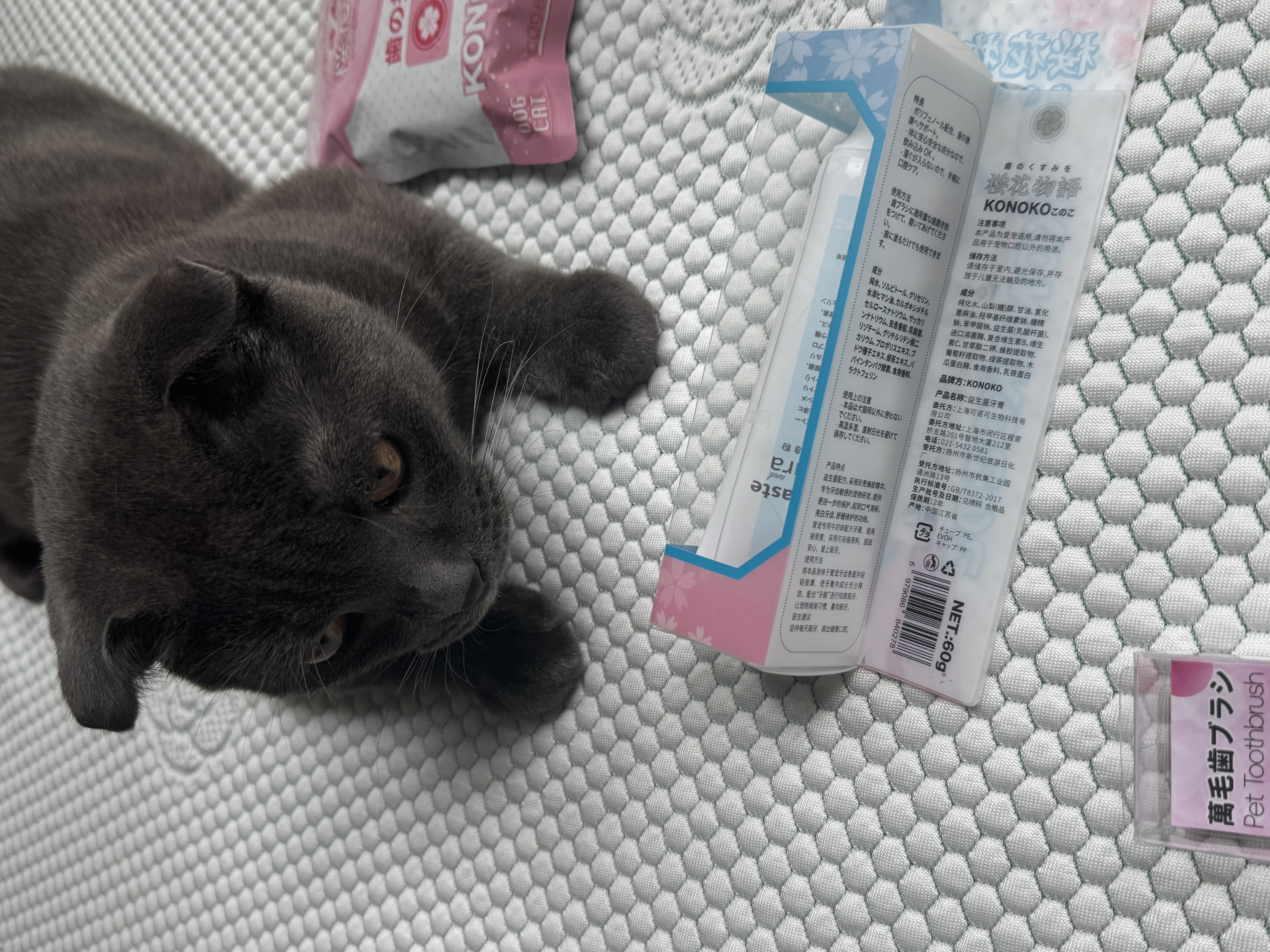 KONOKO可诺可宠物猫咪狗狗益生菌牙刷牙膏可食用口炎口臭牙结石口腔清洁 实拍图